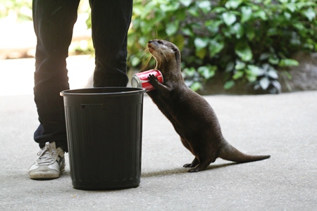 The absolute Superstar: A garbage-collecting otter.